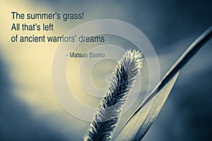 Summer Grass Haiku photo